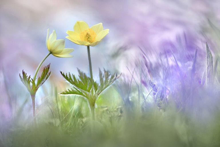 Pulsatilla alpina ...,