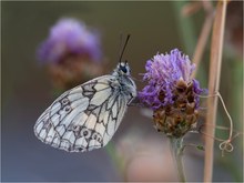 Schachbrettfalter (Melanargia galathea)