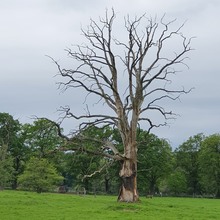 Abgestorbener Baum