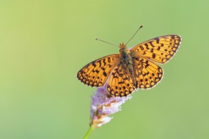den braunfleckigen Perlmuttfalter