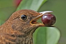 "Charly Amsel seine Tochter"...