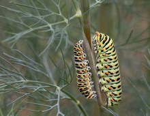 Schalbenschwanz im Dill