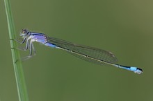 Elegantes Mädchen  - Große Pechlibelle (Junges Weibchen)