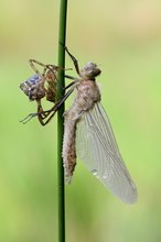 Falkenlibelle