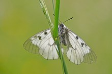 Schwarzer Apollo (Parnassius mnemosyne)