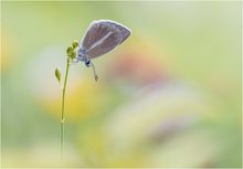 Polyommatus damon