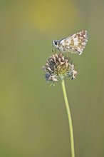 Zweibrütiger Würfel-Dickkopffalter