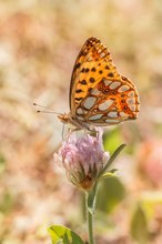 Kleiner Perlmutterfalter im Gegenlicht