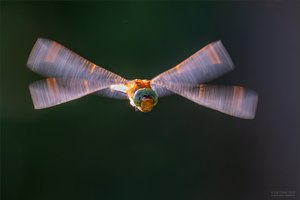 Libellenflug