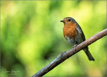 Erithacus rubecula