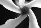 Propeller- S&W