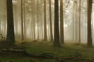Ruhige und friedliche Waldatmosphäre
