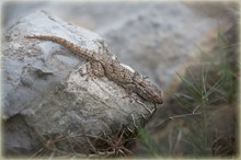 Mauergecko