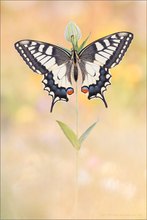 Schwalbenschwanz (Papilio machaon)