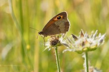 Schmetterling im morgendlichen Gegenlicht