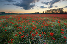 Sommermohn