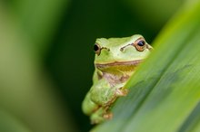 Laubfrosch im Grünen