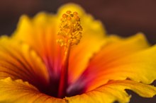 Hibiskusblüte