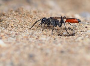 Gemeine Sandwespe (Ammophila sabulosa)