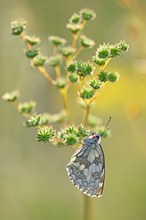 Schachbrettfalter (Melanargia galathea)