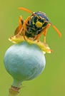 Der Wächter!