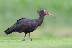 Waldrapp (Geronticus eremita) Sonic auf dem Golfplatz...