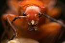 Roter Weichkäfer Portrait