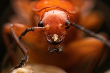 Roter Weichkäfer Portrait