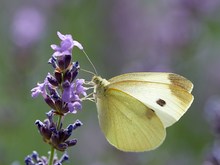 Kohlweißling an Lavendel