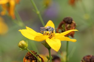 Blattschneiderbiene beim Blütenbesuch