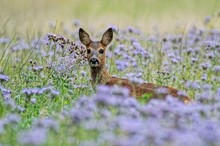 In der Blütenwiese