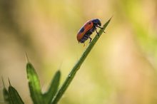 Käfer im Abendlicht