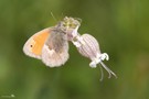 Wiesenvögelchen auf Leimkrautblüte