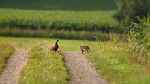 Der Fasan und die Katze...