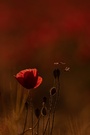 Fliege und Mohn im Abendlicht