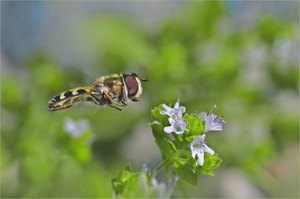 Der Landeanflug