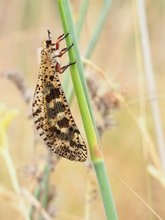 Elegance (Palpares libelluloides)