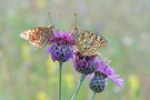 Mittlerer Perlmuttfalter (Fabriciana niobe)