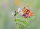 ein Brombeer Perlmuttfalter