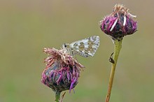 Sonnenröschen-Würfel-Dickkopffalter (Pyrgus alveus)