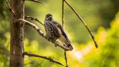 Dieser intelligente Vogel der Berge