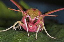 Ein rosa Büffel