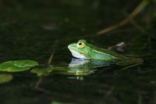 Wasserfrosch