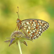 Mittlerer Perlmuttfalter (Fabriciana niobe)