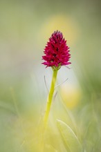 Nigritella miniata - Rotes Kohlröschen