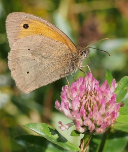 Auf der Flockenblumenwiese in Rostock...