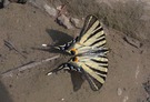 Der Segelfalter und die Kanadagänse....