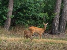 Mittagessen am Feld