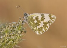 Resedafalter (Pontia edusa)