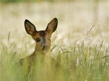 In der Sommerwiese